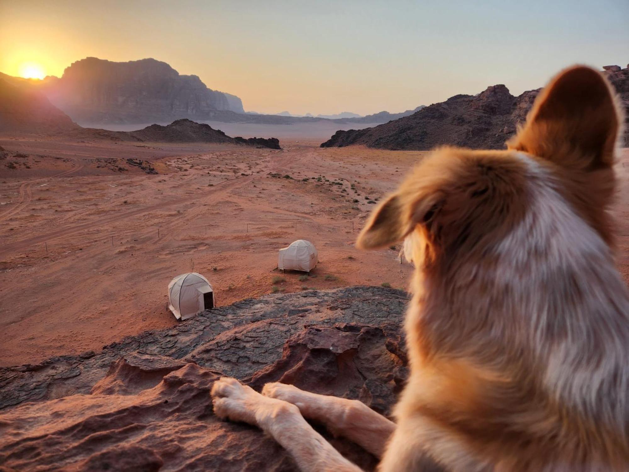 Wadi Rum Bedouin Experience Экстерьер фото
